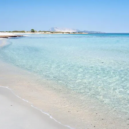 Ginestra Vila San Teodoro (Sardinia)